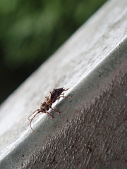 Pogonocherus hispidus