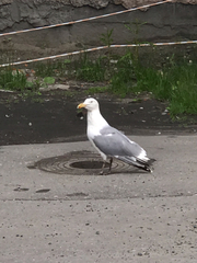 Larus argentatus