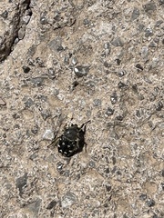 Heterocnemis graeca