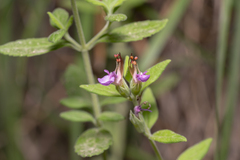 Teucrium divaricatum
