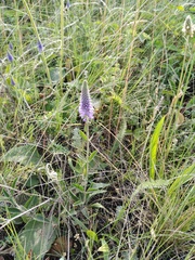 Veronica spicata
