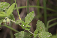 Teucrium divaricatum