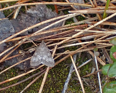 Udea inquinatalis