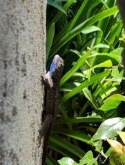 Sceloporus occidentalis