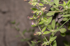 Teucrium divaricatum