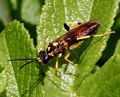 Macrophya formosa