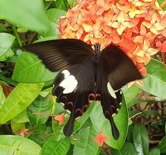 Papilio helenus