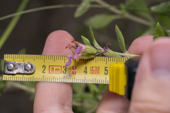 Teucrium divaricatum
