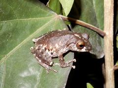 Raorchestes anili