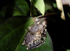 Raorchestes anili