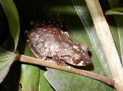 Raorchestes anili