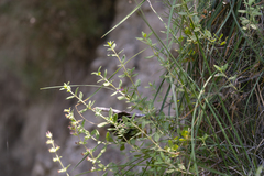 Teucrium divaricatum