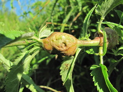 Gymnetron terminassianae