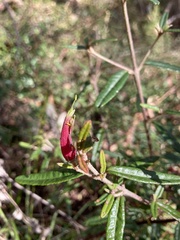Correa decumbens