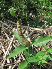 Gymnetron terminassianae