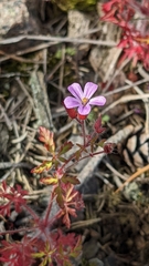 Geranium robertianum