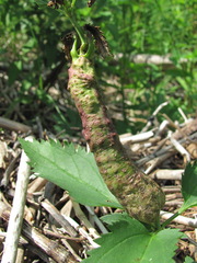 Gymnetron terminassianae