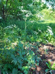 Anthriscus sylvestris