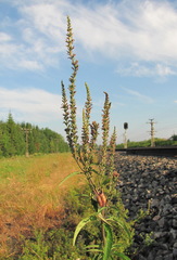 Gymnetron terminassianae