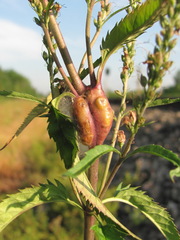 Gymnetron terminassianae