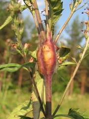 Gymnetron terminassianae