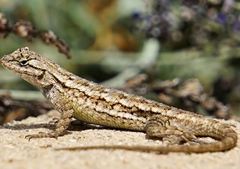 Sceloporus occidentalis