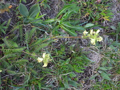 Pedicularis tuberosa