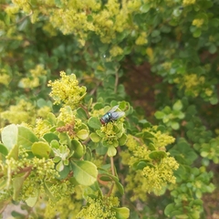 Chrysomya marginalis