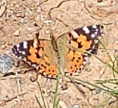 Vanessa cardui