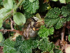Bombus sonani