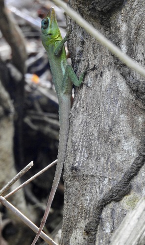 Grenada Tree Anole