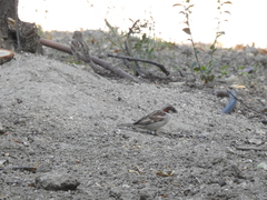 Passer domesticus