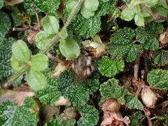 Bombus sonani