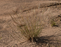 Eriachne stipacea