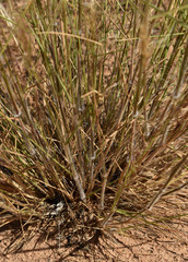 Eriachne stipacea