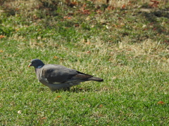 Columba palumbus