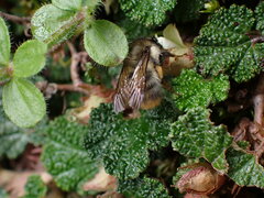 Bombus sonani