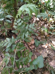 Asplenium adiantum-nigrum