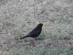 Turdus merula