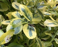 Xylota