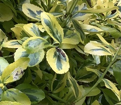 Xylota