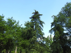 Cedrus deodara