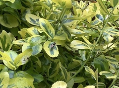 Xylota