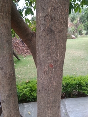 Elaeocarpus ganitrus