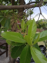 Elaeocarpus ganitrus