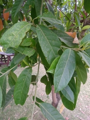 Elaeocarpus ganitrus