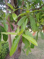 Elaeocarpus ganitrus