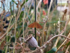 Idaea serpentata