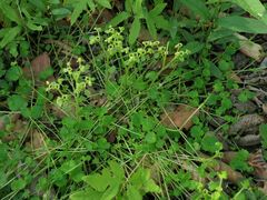 Chrysosplenium flagelliferum