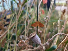 Idaea serpentata